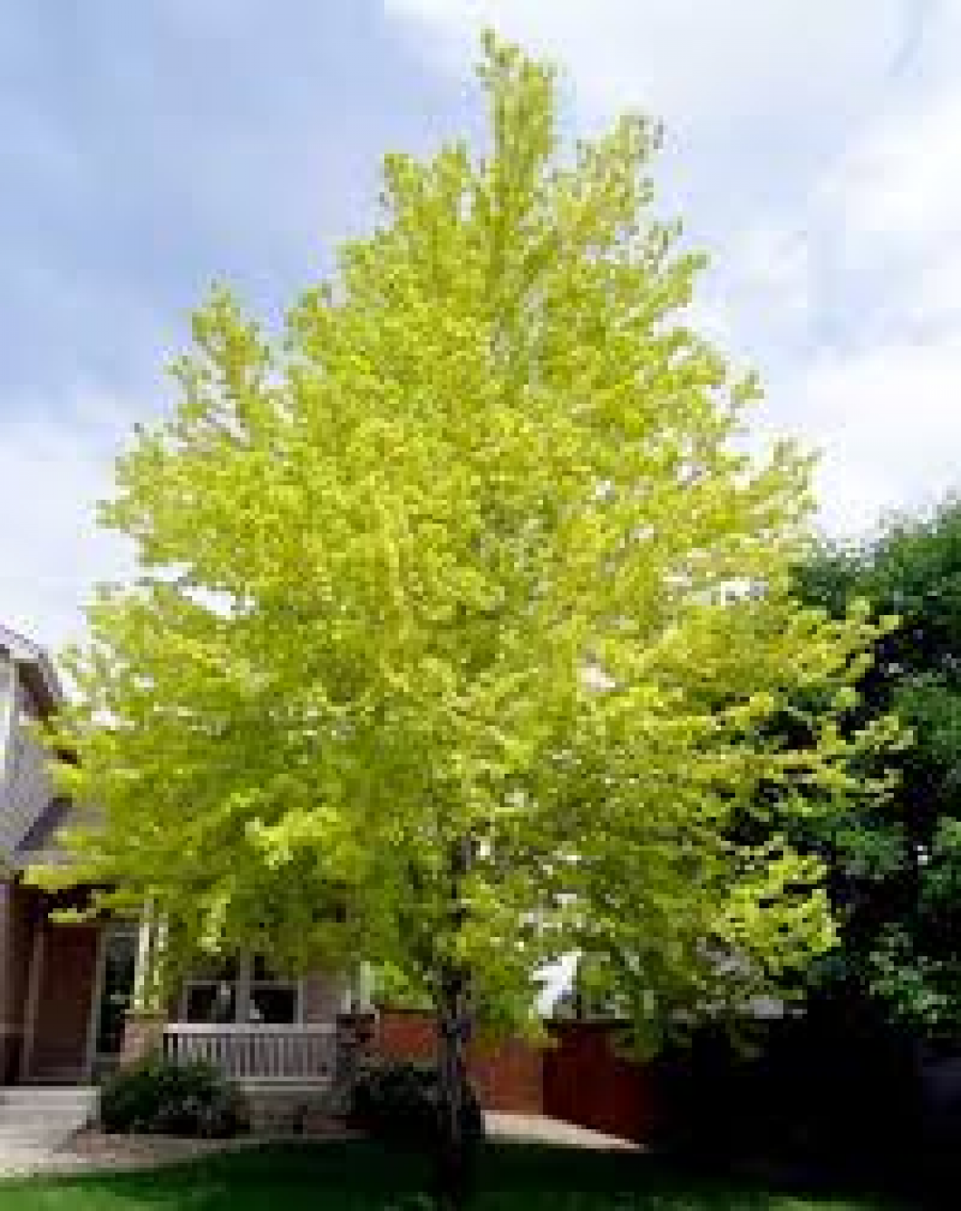 Plant Health Care | Fort Collins, CO | Tanglewood Tree Service
