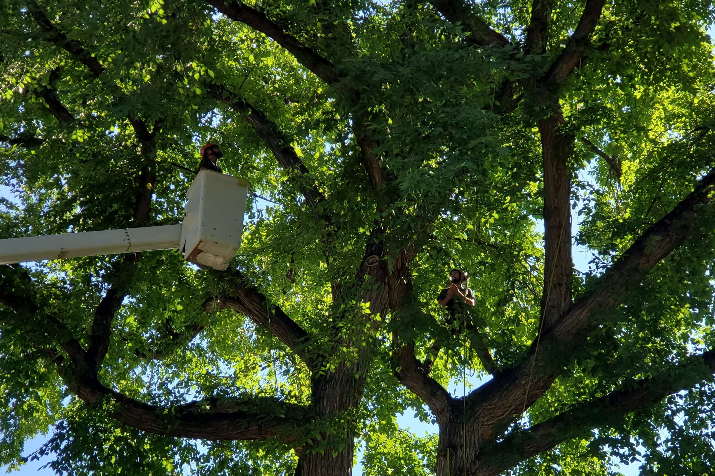 Gallery Tanglewood Tree Service