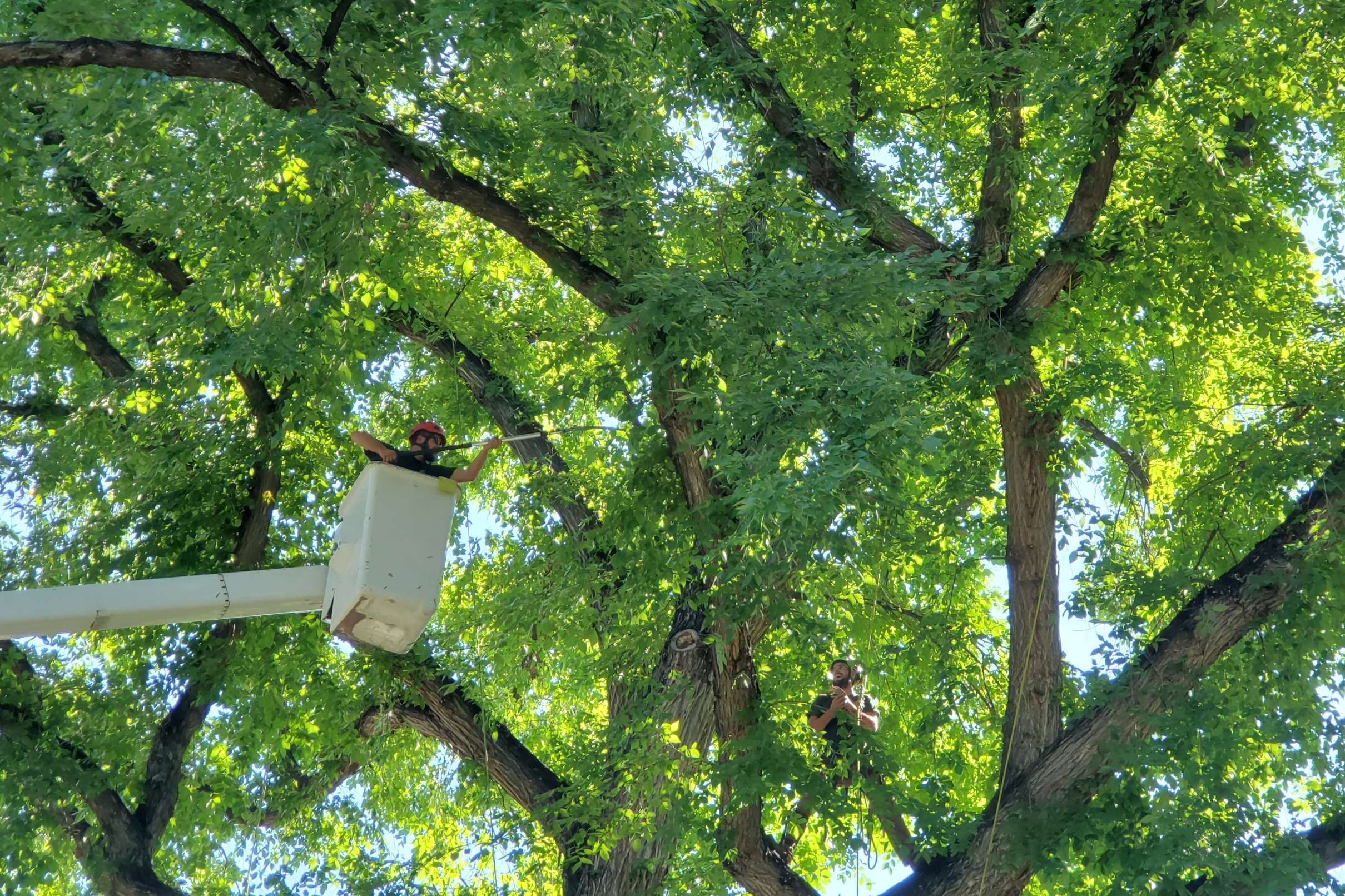 Gallery Tanglewood Tree Service